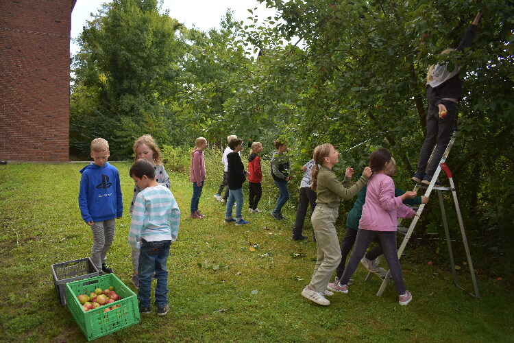 Die Klasse 4a pflückt, verarbeitet und genießt die selbst angebauten Äpfel aus dem Schulgarten. 